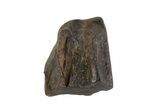 Triceratops Shed Tooth - Montana #93136-1